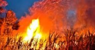 Унгария унищожава всички посеви с ГМО на Монсанто Унгария унищожава всички посеви с ГМО на Монсанто